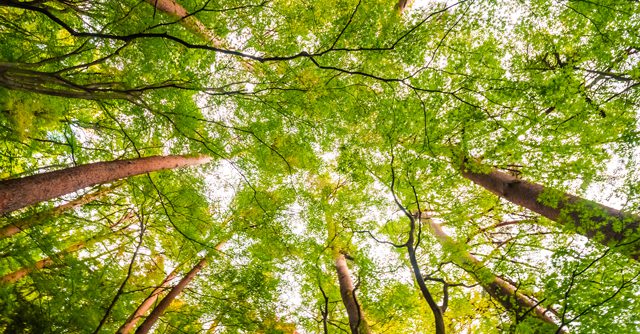 Grüne Bäume im Wald